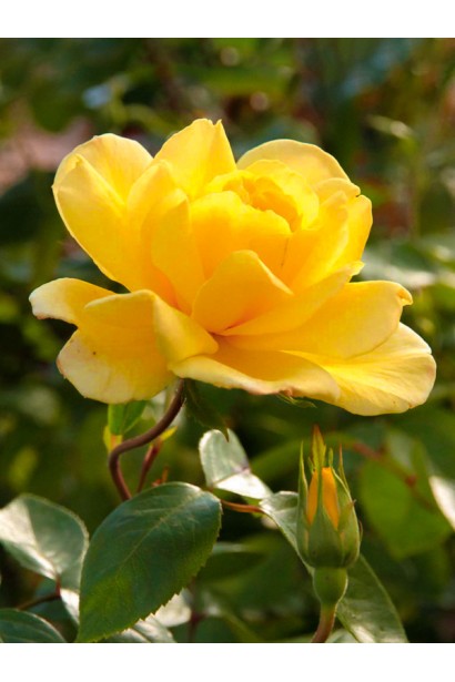 Цветок Розы Голден Шауэрс